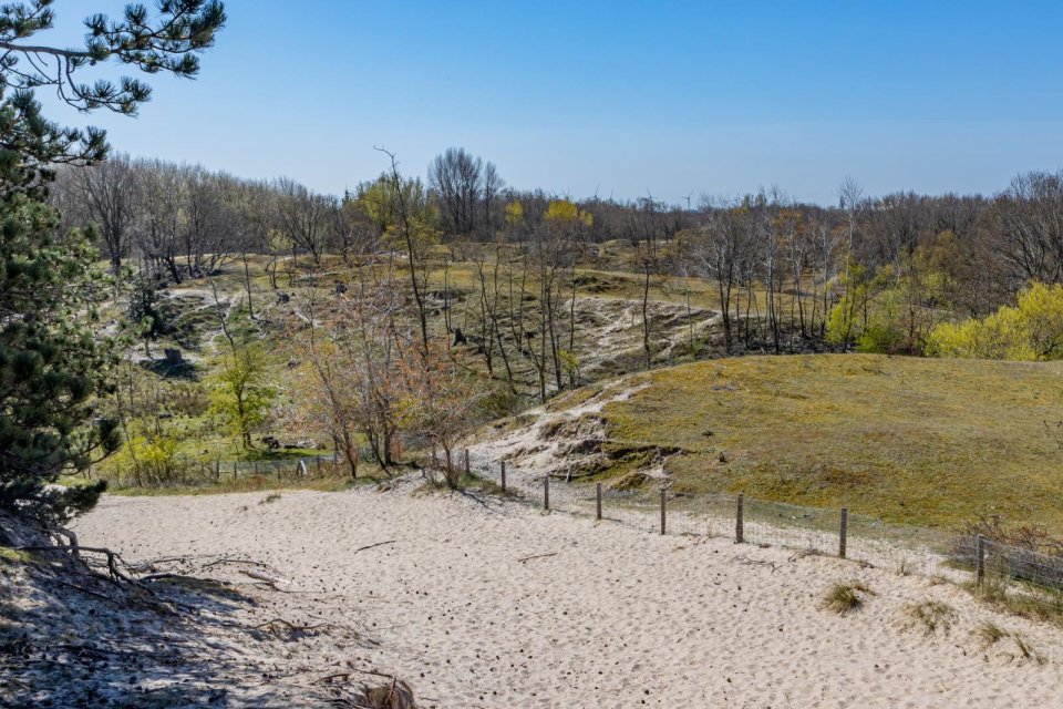 Zeepeduinen. Foto: Getty Images