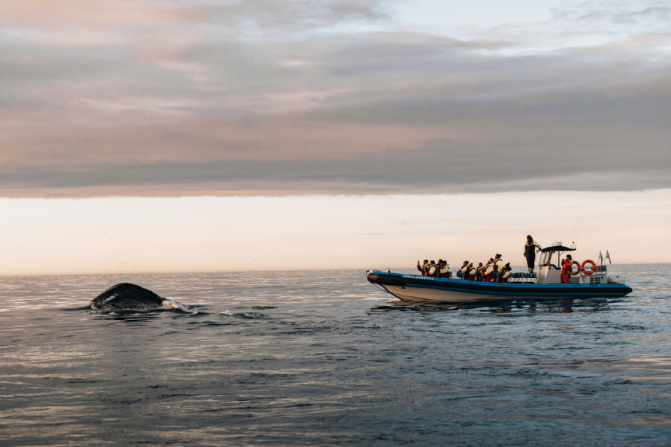Maak een walvissafari. Foto: Sjoerd Bracke