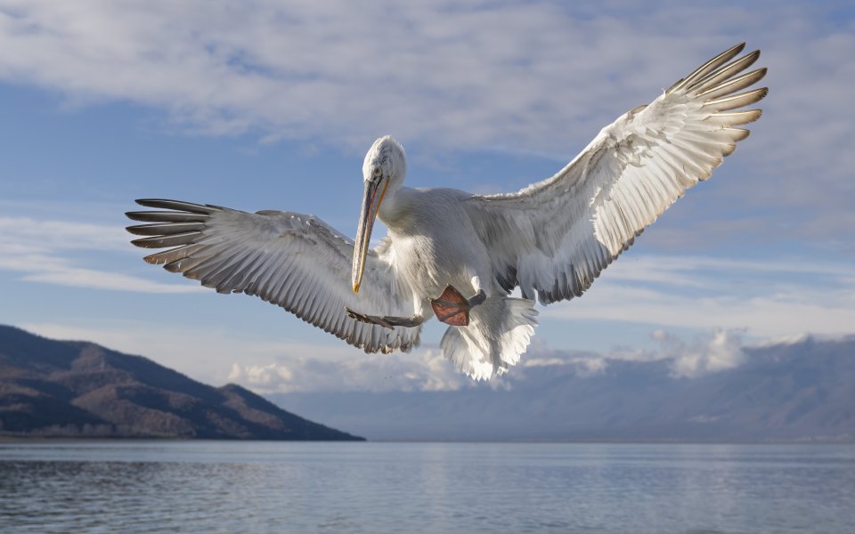 Vakantie Griekenland: spot trekvogels in Prespa NP