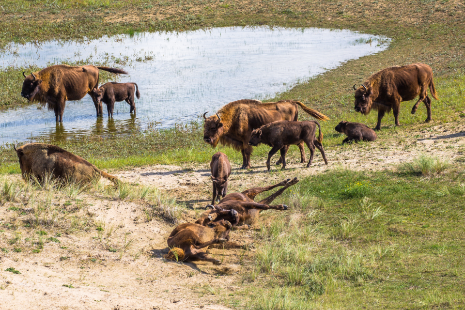 Wisenten in NP Zuid-Kennemerland. Foto: ANP