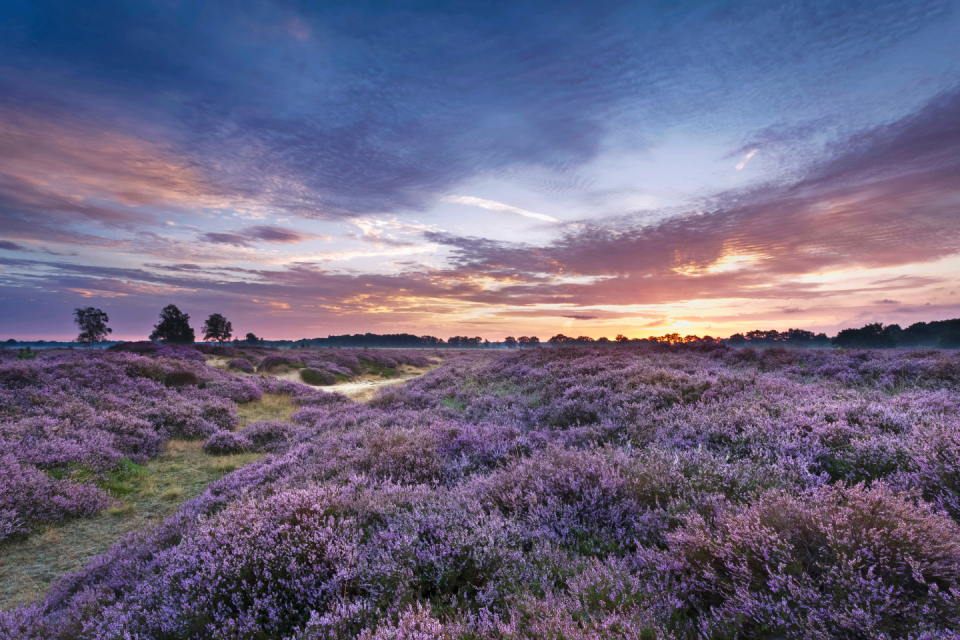 Goois Natuurreservaat. Foto: Getty Images