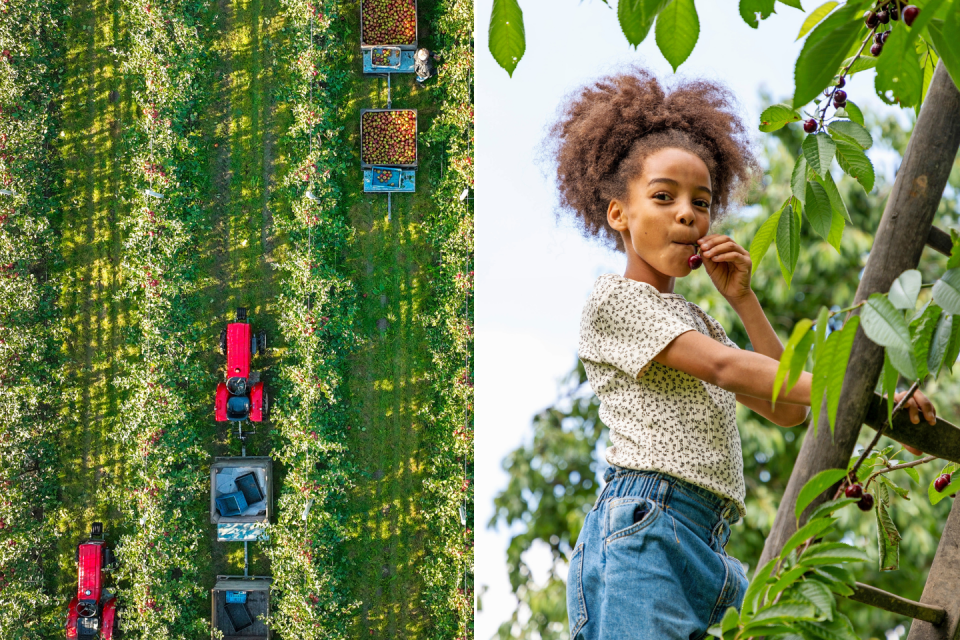 Maak de fruitoogst mee in de Betuwe. Foto's: Seijbel Photography