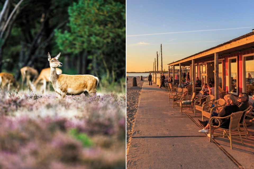 Ontdek wat er nog meer te doen is op de Veluwe. Foto 1: Getty Images. Foto 2: Jurjen Drenth